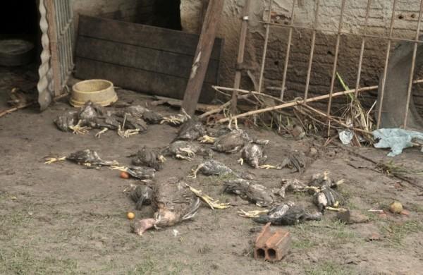 Animais das chácaras foram mortos causando prejuízos aos proprietários  (Leandro Ferreira/ AAN )