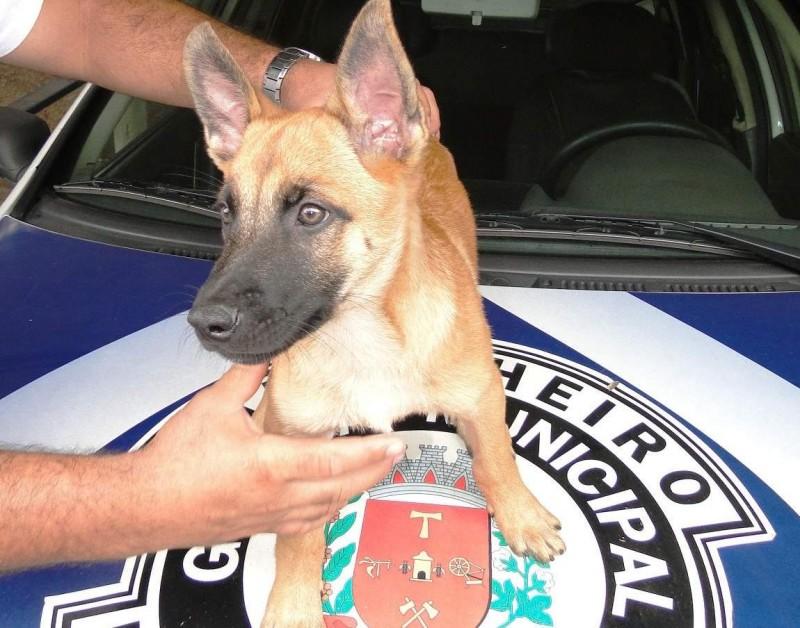 Filhote de Pastor Belga Malinois passará por treinamento na Gama (Divulgação)
