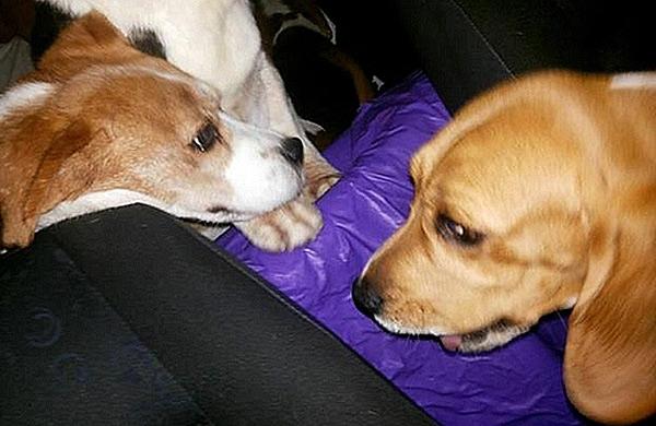Cães da raça beagle resgatados por ativistas na madrugada desta sexta ( Reprodução)