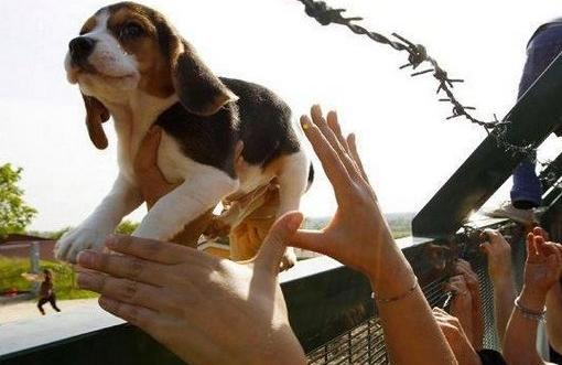Um dos cães da raça Beagle resgatado do Instituto Royal, em São Roque ( Divulgação)