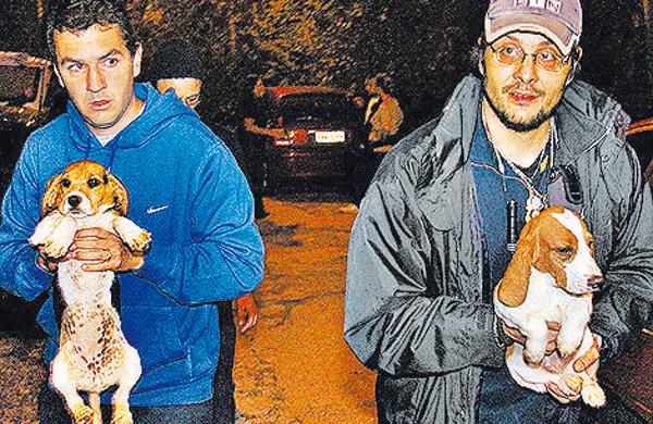 Um grupo de cerca de cem ativistas invadiu um laboratório na madrugada desta sexta e retirou 178 cachorros da raça beagle e diversos coelhos usados como ( Cedoc/RAC)