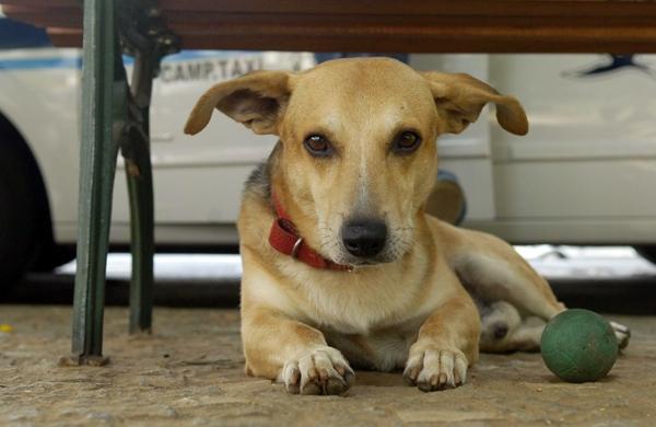 Bob virou mascote da causa pelo cão comunitário na cidade (César Rodrigues/ AAN)