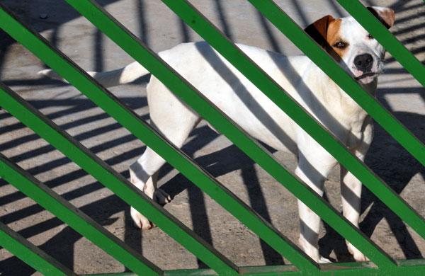 Cachorro barrado pelos limites da grade (Dominique Torquato/AAN)