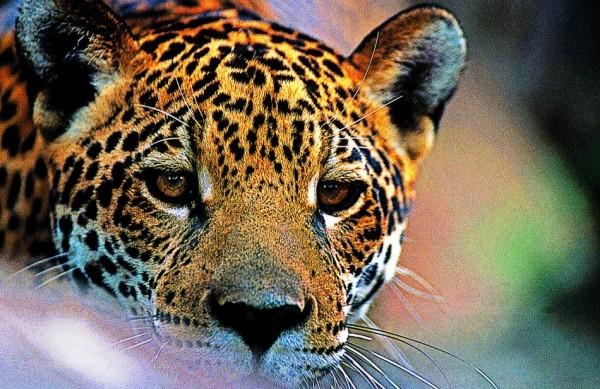 A onça-pintada, maior mamífero do continente, está ameaçada de extinção (Adriano Gambarini/Divulgação)