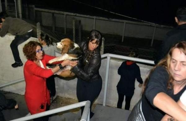Ativistas resgastando os cães da raça beagle, que, segundo defensores, sofreriam maus-tratos ( Reprodução/São Roque Notícias)