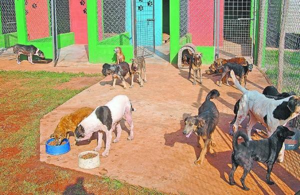 Vira Lata Vira Vida conta com cerca de 360 cães no abrigo e 20 voluntários  (Del Rodrigues/AAN)