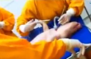 Porcos são utilizados em laboratório da Faculdade de Medicina da PUC-Campinas (Reprodução)