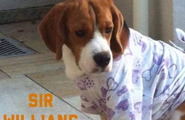 Família pede Sir Willians de volta pelo Facebook; cachorro estava nas mãos de uma criança de seis anos quando foi retirado  (Arquivo Pessoal)