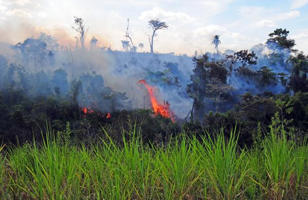 O calor, o ar seco e o vento forte fizeram as chamas se propagarem rapidamente. A fuma&ccedil;a era vista de longe. Esp&eacute;cies em extin&ccedil;&atilde;o foram queimadas ( Antonio Trivelin/Gazeta de Piracicaba )