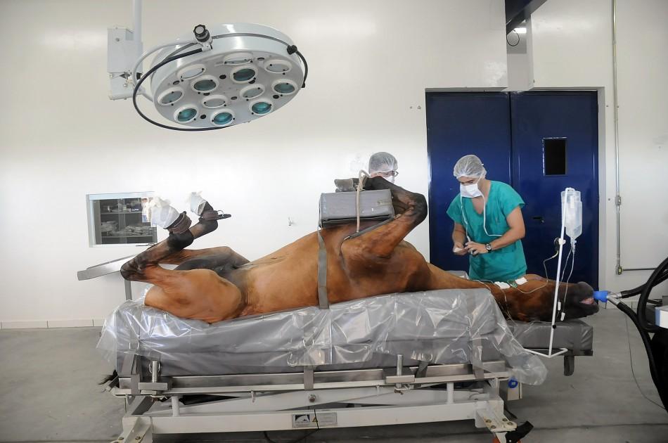 Hospital veterin&aacute;rio est&aacute; instalado na Fazenda Esp&iacute;rito Santo ( Carlos Sousa Ramos/AAN)