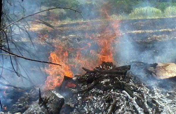 Foco de inc&ecirc;ndio em terreno do Parque Padro, em Campinas: tempo seco e quente (Eliane Santos/AAN)