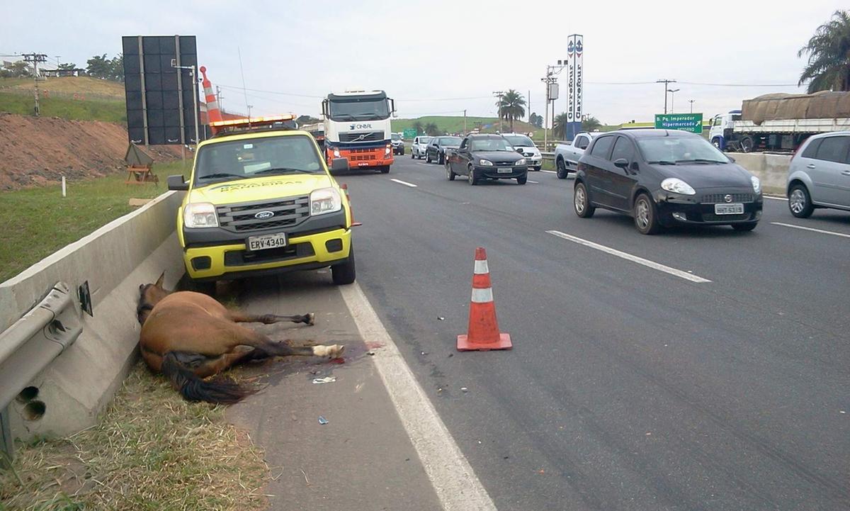 Motorista do caminh&atilde;o n&atilde;o se machucou, mas o cavalo ficou gravemente ferido (Dorinaldo Oliveira/ Correio Popular)