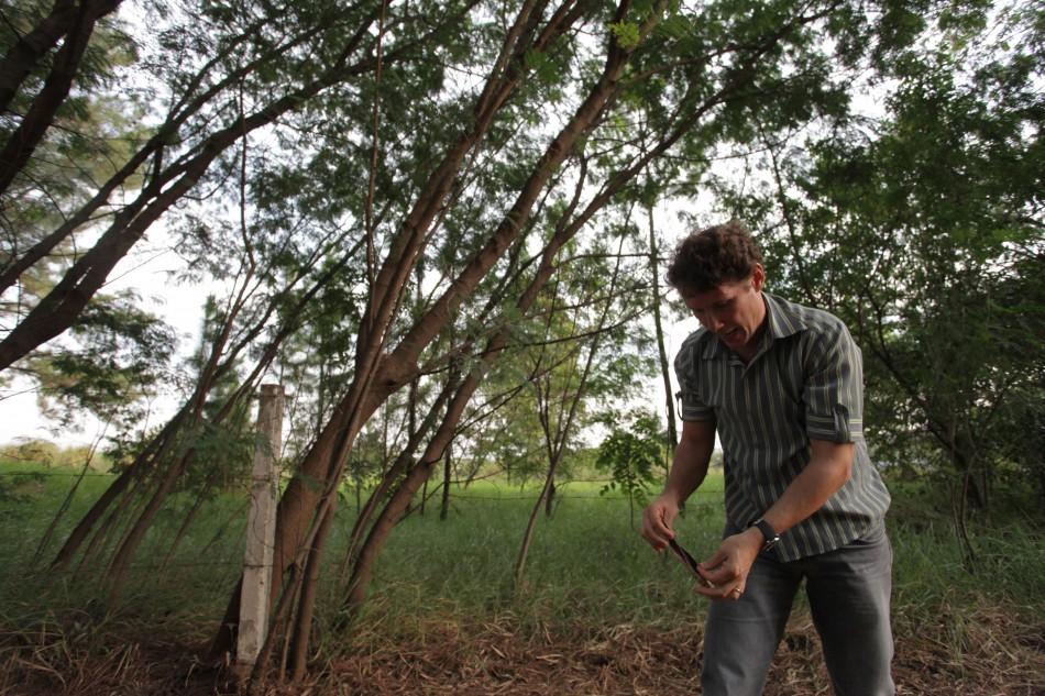 Ivan Alvarez diz que a extra&ccedil;&atilde;o da leucaena exige o plantio de outra &aacute;rvore no lugar para evitar deixar o solo nu ( Rodrigo Zanotto/Especial para a AAN)