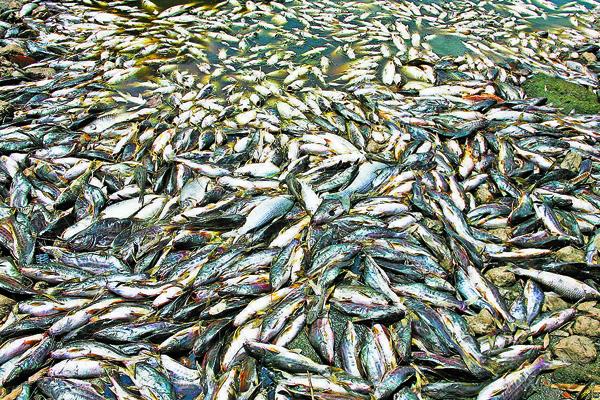 Piracicaba registrou este ano duas mortandades de peixes ( Christiano Diehl Neto)