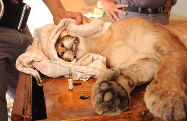 Fotos da captura do felino ocorrido na manhã desta quinta-feira (9) ( Carlos Sousa Ramos/AAN)