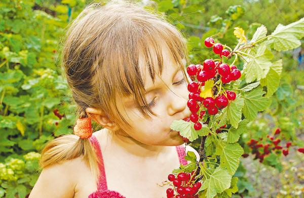 &Eacute; preciso ter cuidados com plantas t&oacute;xicas em jardins ou &aacute;reas verdes ( Divulgação)