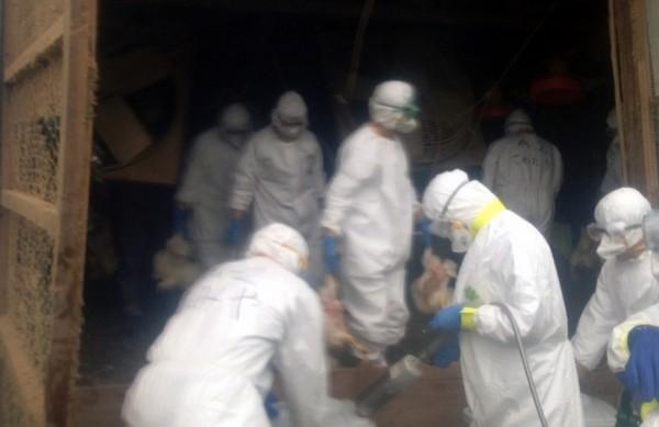 Autoridades locais proibiram o traslado de frangos procedentes das duas fazendas afetadas (France Press)