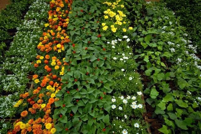 Mudas de flores e plantas comest&iacute;veis comercializadas pela Ceasa/Campinas ( Divulgação)