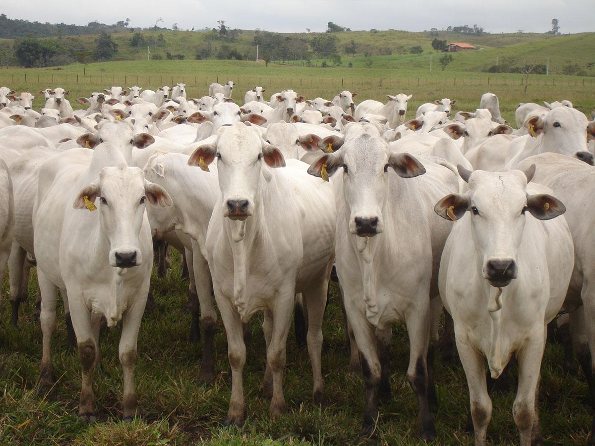 Cientistas analisaram os dados extra&iacute;dos de campos destinados &agrave; cria&ccedil;&atilde;o de gado, o uso de recursos como &aacute;gua e os fertilizantes (Foto ilustrativa/ reprodução)