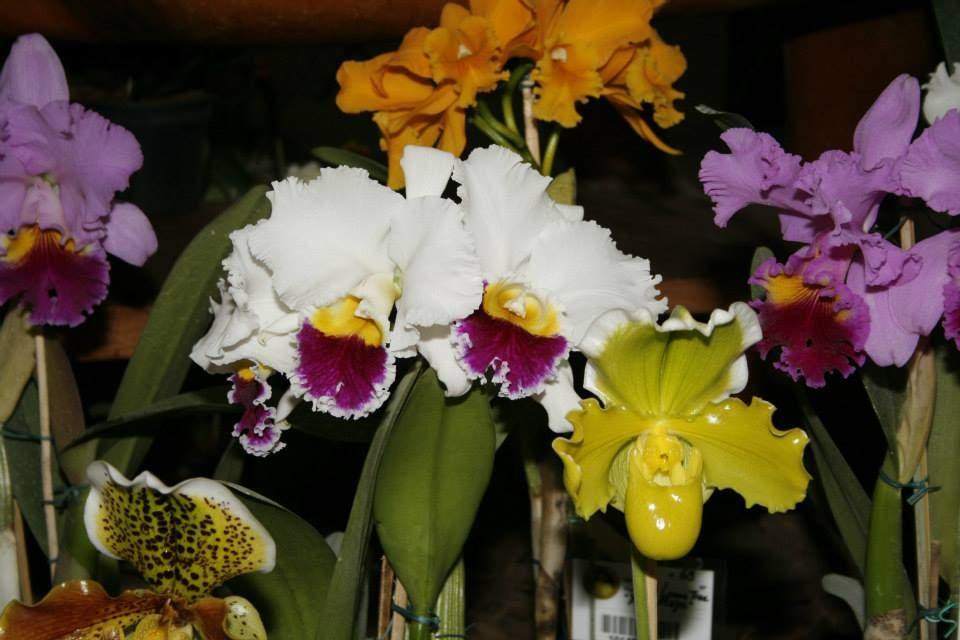 Festival de orqu&iacute;deas e plantas de S&atilde;o Roque come&ccedil;a no dia 25 de julho (Divulgação)