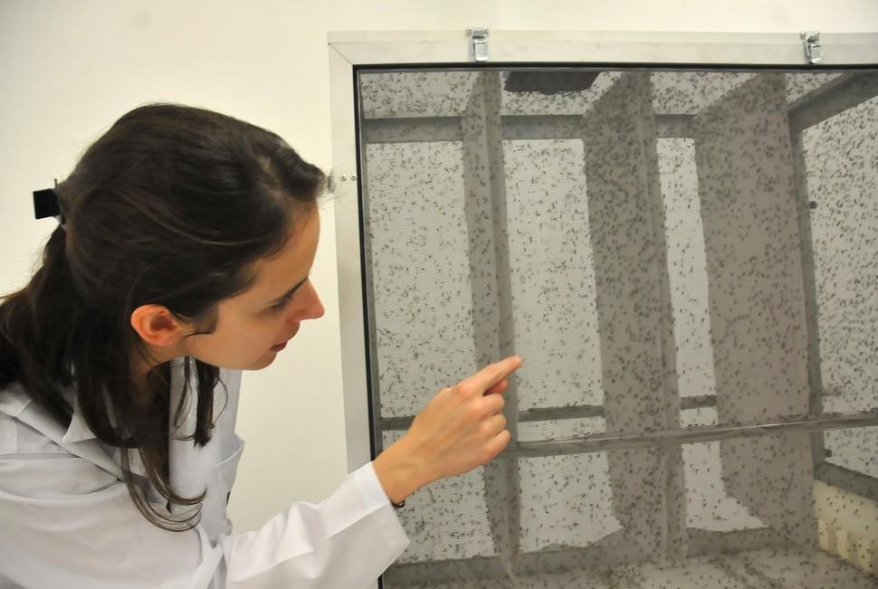 Bi&oacute;loga Sofia Bastos Pinto mostra Aedes aegypti macho criado em laborat&oacute;rio que gera descendente que vive poucas horas ( Carlos Sousa Ramos/ AAN)