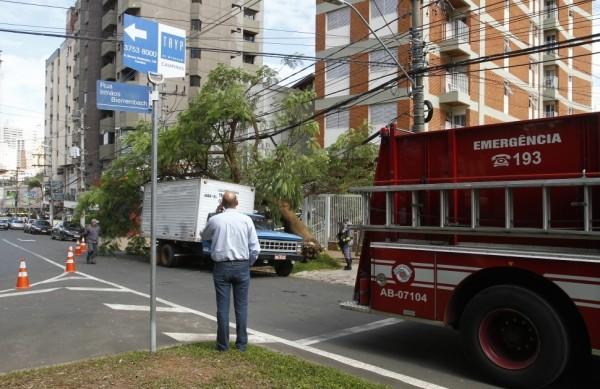 Segundo moradores do local, a &aacute;rvore estava na imin&ecirc;ncia de cair h&aacute; pelo menos um ano ( Gustavo Tilio/ Especial para a AAN)