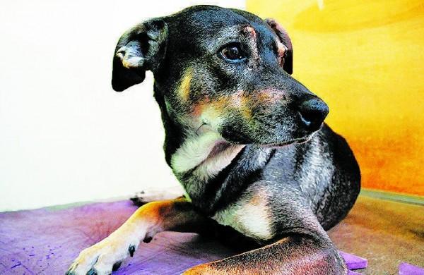 C&atilde;o de m&eacute;dio porte e pelo curto - agora denominado Nick - est&aacute; sendo estabilizado ( Del Rodrigues/ Gazeta de Piracicaba)