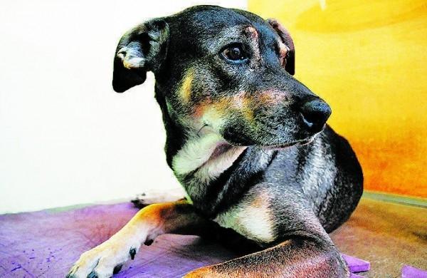 Ele j&aacute; est&aacute; andando, mas ainda n&atilde;o ap&oacute;ia a perna operada, onde foi colocada uma placa e pinos ( Divulgação)