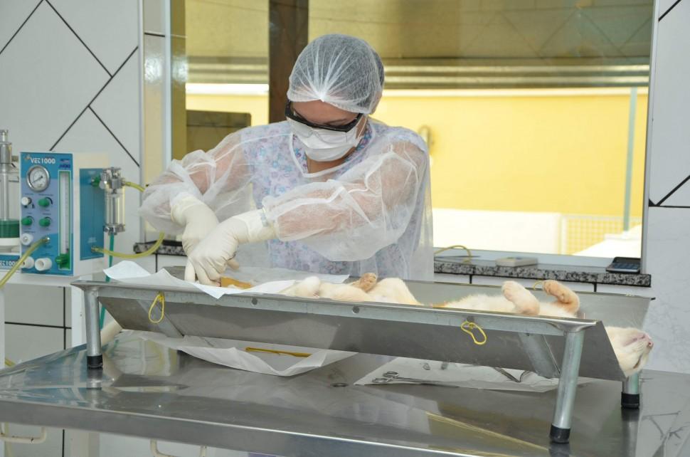 Al&eacute;m da castra&ccedil;&atilde;o, animais receber&atilde;o microchip de indentifica&ccedil;&atilde;o ( Divulgação)