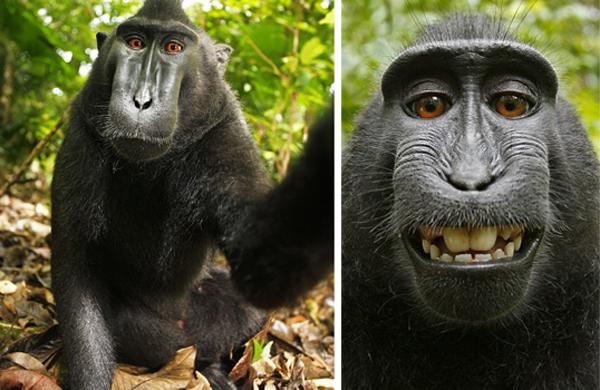 MACACO, FOTO, SELFIE ( Divulgação)