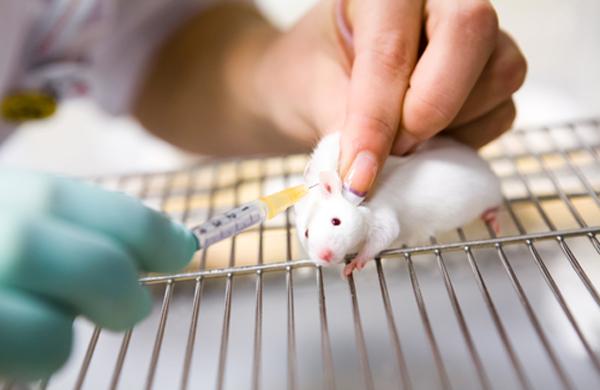 rato, laborat&oacute;rio, ci&ecirc;ncia, teste ( Divulga&ccedil;&atilde;o)