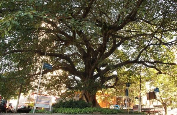 Pra&ccedil;a da Figueira, no Cambu&iacute;, ser&aacute; ponto de divulga&ccedil;&atilde;o do projeto pela organiza&ccedil;&atilde;o no pr&oacute;ximo domingo (Camila Moreira/AAN)