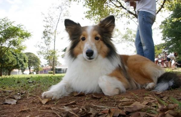 Amarula &eacute; um dos c&atilde;es que participam do Instituto para Atividades, Terapia e Educa&ccedil;&atilde;o Assistida por Animais de Campinas  ( Divulgação)