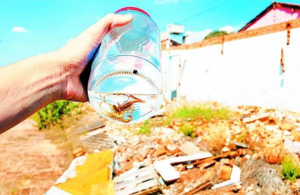 Escorpi&otilde;es recolhidos em resid&ecirc;ncia v&ecirc;m de um terreno abandonado  ( Del Rodrigues/ Gazeta de Piracicaba)
