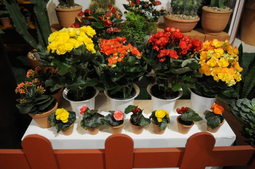 As miniflores chegam com novas variedades ou plantadas em pequenos vasos para ficarem menores ( Dominique Torquato/AAN)