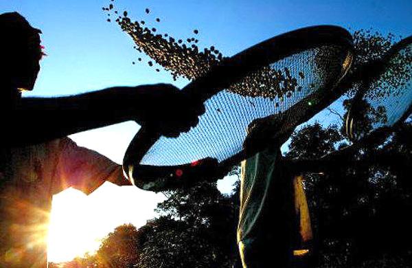 Sequ&ecirc;ncia do genoma do caf&eacute; pode gerar plantas resistentes (AFP)