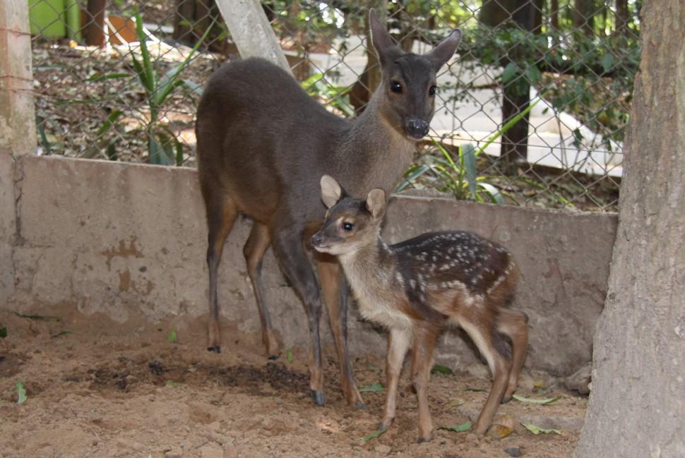Parque Ecol&oacute;gico, Nova Odessa, registra, nascimento, veado-catingueiro ( Divulgação)