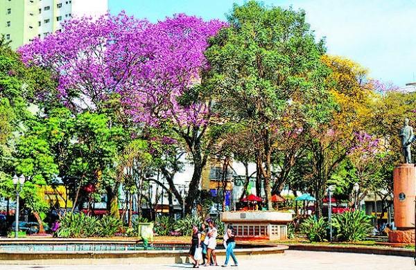 A Sedema est&aacute; fazendo a poda das &aacute;rvores na pra&ccedil;a central ( Antonio Trivelin/ Gazeta de Piracicaba )