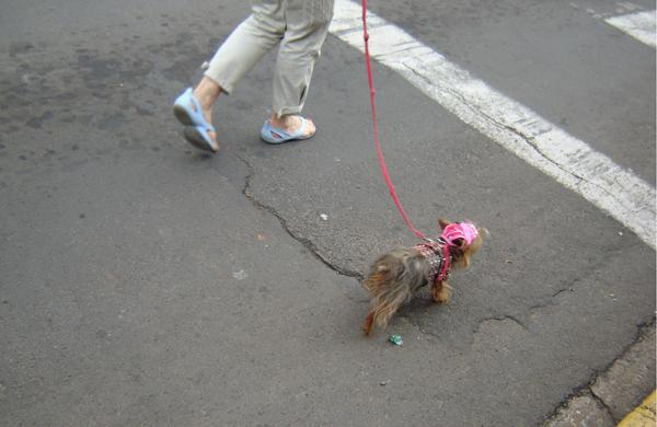 correio popular, caminhada, c&atilde;es, seguran&ccedil;a, domingo ( Divulga&ccedil;&atilde;o)