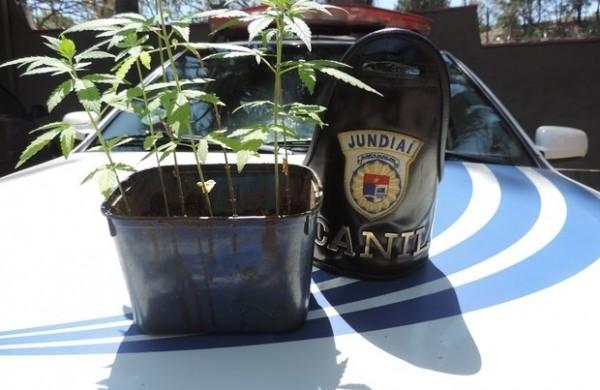 Vaso com pequeno p&eacute; de maconha apreendido pela Pol&iacute;cia Civil de Sorocaba ( Divulgação)