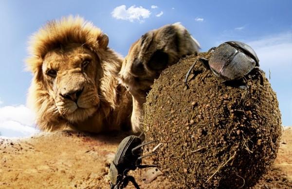 Cena de um dos epis&oacute;dios da s&eacute;rie 'Hidden Kingdoms', exibida pela BBC HD ( Divulgação)