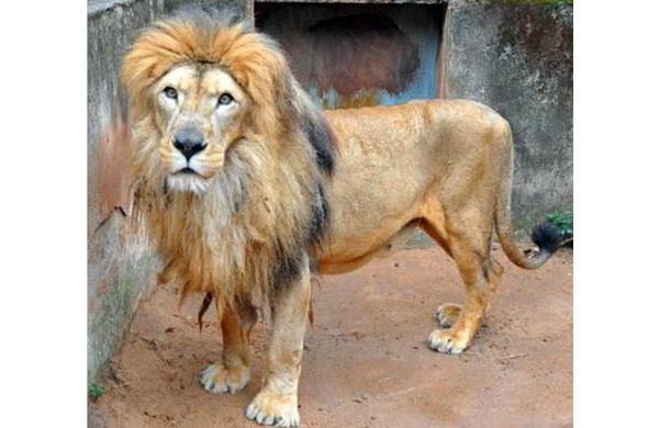 O felino tinha 16 anos e sofria de anemia grave.  ( Divulgação)