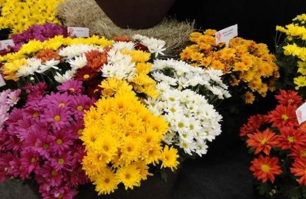 Em Finados as flores mais vendidas são crisântemos, kalanchoê e margarida ( Divulgação)