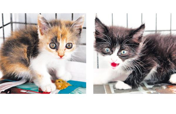 Gatos que sobreviveram ao massacre de cemit&eacute;rio podem ser adotados (Divulgação)