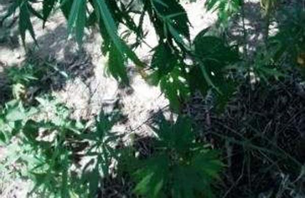&Aacute;rea fica no bairro Higino Moreira, n&atilde;o tem trilhas e pouca gente passa por l&aacute; ( Divulgação)