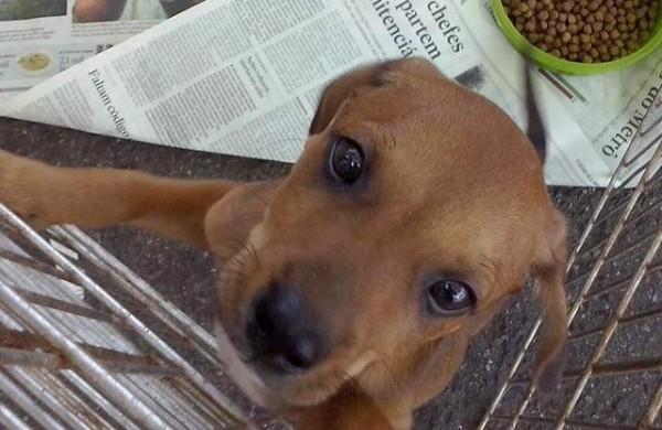 Biscoito &eacute; um dos animais que est&atilde;o dispon&iacute;veis para ado&ccedil;&atilde;o respons&aacute;vel  (OperaCÃO Resgate)