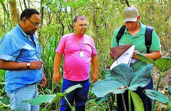 Projeto est&aacute; sendo feito em parceria com o Instituto Agron&ocirc;mico de Campinas ( Divulgação)