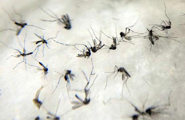 A cidade de S&atilde;o Paulo registrou mais duas mortes por dengue, totalizando dez &oacute;bitos pela doen&ccedil;a neste ano, informou a Secretaria Municipal de Sa&uacute;de (Agência Brasil)