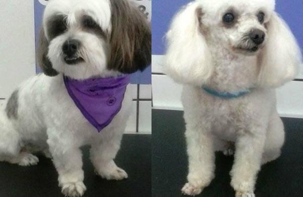 Al&eacute;m do ve&iacute;culo, foram levados dois animais: um da ra&ccedil;a Lhasa apso e outro, poodle ( Divulgação)