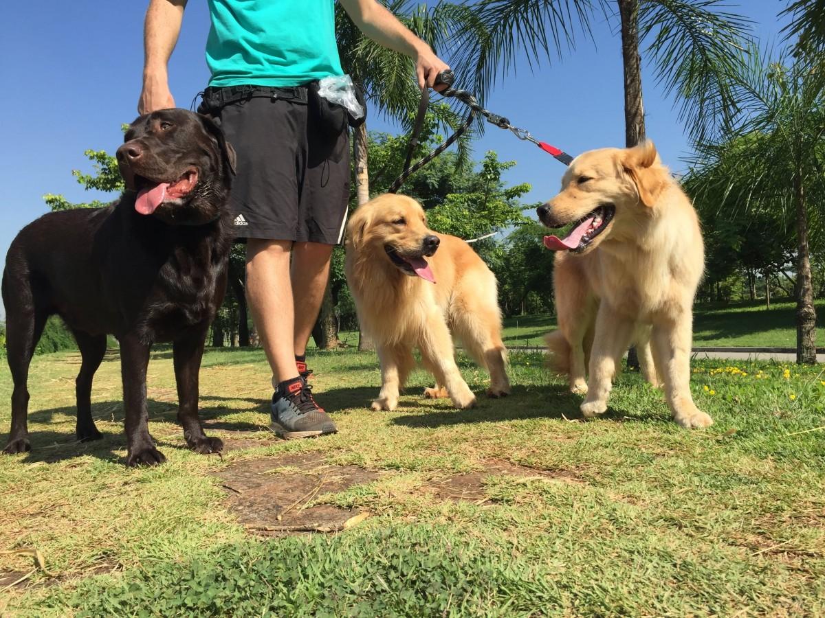 Dicas para passear com os cães. (Divulgação)